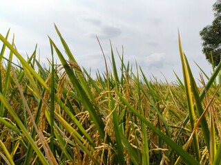 Naklejka premium The green rice is ready for harvest