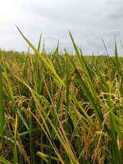 The green rice is ready for harvest