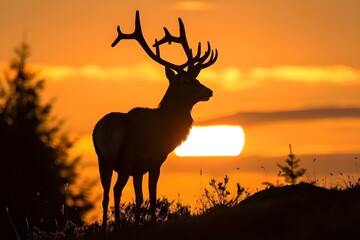 Silhouette of elk with antlers at sunset
