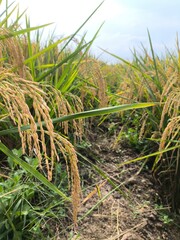 The green rice is ready for harvest