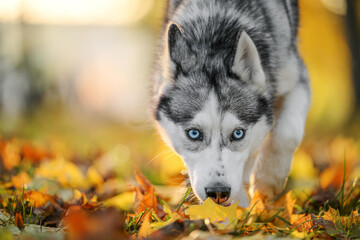 Husky dog in the warm autumn park