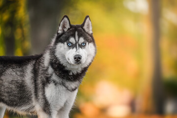 Husky dog enjoying a sunny autumn day in a vibrant park, surrounded by colorful fall foliage