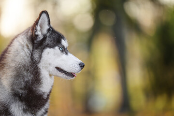A spirited husky dog surrounded by vibrant autumn foliage.