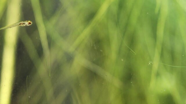 Young fish fry Danio Margaritatus swims, intermittent movements. macro view. Translucent whitebait Microrasbora Galaxy close-up, freshwater aquarium tank, green plants. Shallow depth of field.