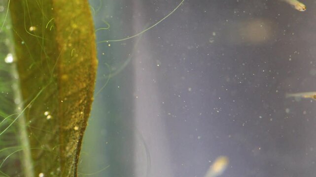 Aquarium fish fry swim near a swaying plant, looking for food, infusoria, microorganisms. Young fish fry Danio Margaritatus macro view. Translucent whitebait Microrasbora Galaxy close-up