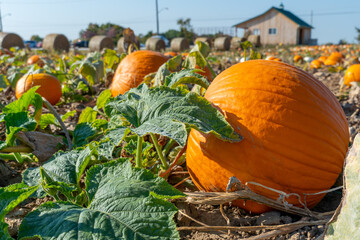 Large orange pumpkins at sunny fall evening. Panorama of landscape at fall and season holidays....