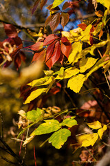 Autumn red, yellow and green leaves. Expression of seasonal changes