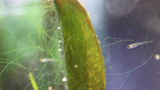 Aquarium fish fry swim near a swaying plant, looking for food, infusoria microorganisms. Young fish fry Danio Margaritatus macro view. Translucent whitebait Microrasbora Galaxy close-up. 