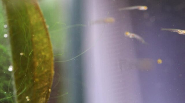 Aquarium fish fry swim near a swaying plant, looking for food, infusoria microorganisms. Young fish fry Danio Margaritatus macro view. Translucent whitebait Microrasbora Galaxy close-up. 