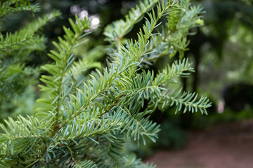 branches