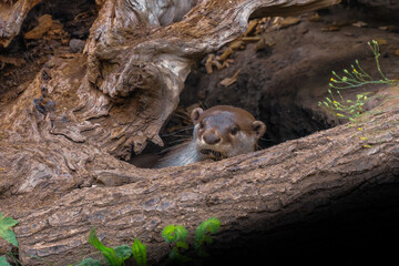 otter on the ground
