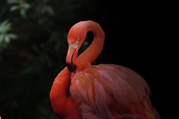 close up of a pink flamingo