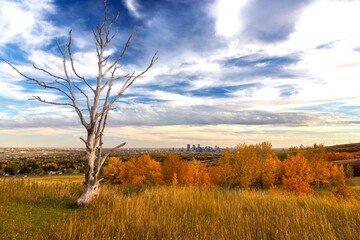 Isolated Burnt Tree Blue Sky Clouds Background Distant Calgary Alberta City Center. Colorful Autumn Landscape Nose Hill Urban Park Prairie Grassland