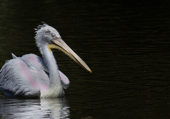 Pelican on the lake.