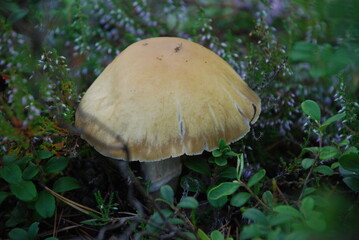 Toadstool among the moss. A medium-sized poisonous mushroom has grown among lichen, moss, fallen needles and branches. The white toadstool has a white-brown stem and a light yellow round cap.