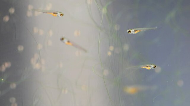Tiny young fish fry Danio Margaritatus with yellow bellies full of Artemia salina food. Translucent whitebait Microrasbora Galaxy close-up, freshwater aquarium tank.