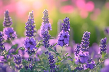 Blooming lavender flowers in soft sunlight