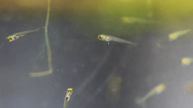 A school of small newborn fish with translucent bodies swim in search of food. Young fish fry Danio Margaritatus, whitebait Microrasbora Galaxy