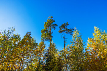 Tall pine trees among autumn foliage under clear blue sky, captured during sunny day. Sweden.