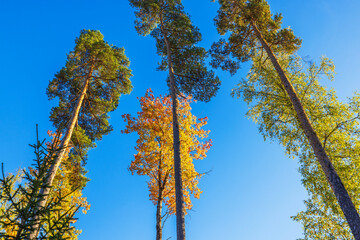 Fototapeta premium Tall pine trees and maple tree with autumn foliage against bright blue sky in forest scene. Sweden.