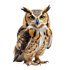 Naklejka premium front view of owl PNG, closeup of owl png, owl sit, owl isolated on white transparent background, flying owl, bird, owl face