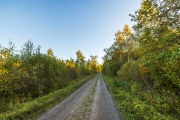 Dirt road through forest with autumn foliage on both sides under clear blue sky with trees yellow and green.