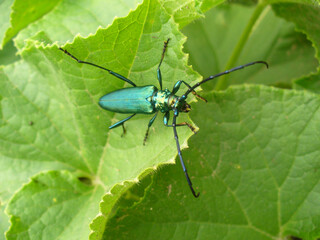 Fototapeta premium Turquoise beetle Musk beetle, Aromia moschata on green leaves of cucumbers on summer season - close-up shot. Topics: fauna, flora, insect, beauty of nature, cultivation, natural environment, garden