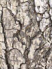 bark of a tree tekture