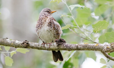 bird on a branch