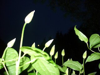 White buds of flowers Clematis with green stems and leaves on night dark sky with moon. Topics: beauty of nature, flowering, natural environment, garden, vegetation, season, spring