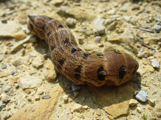 Brown caterpillar on yellow soil with fine pebbles - close-up shot. Topics: insect, macro, natural environment, fauna, season