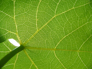 Grape bush leaf texture and pattern - green natural background. Topics: botany, beauty of nature, macro, wallpaper, ecology, natural environment, flora