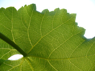 Grape bush leaf texture and pattern - green natural background. Topics: botany, beauty of nature, macro, wallpaper, ecology, natural environment, flora