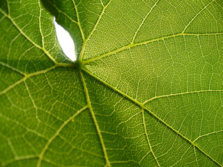 Grape bush leaf texture and pattern - green natural background. Topics: botany, beauty of nature, macro, wallpaper, ecology, natural environment, flora