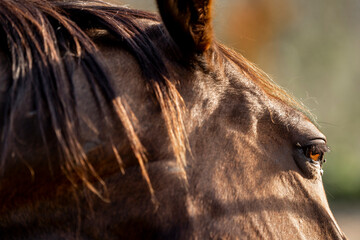horse head close up 