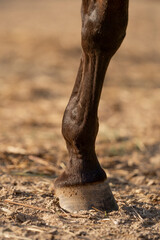 close up of a horse leg