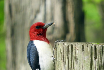 Red-headed Woodpecker (Melanerpes erythrocephalus) North American Bird