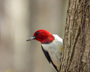 Red-headed Woodpecker (Melanerpes erythrocephalus) North American Bird