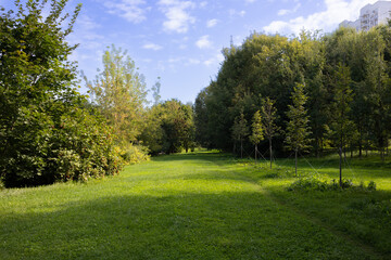 Obraz premium Beautiful green lawn in the park