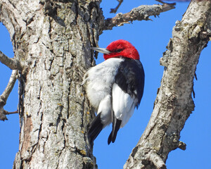 Red-headed Woodpecker (Melanerpes erythrocephalus) North American Bird