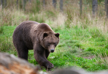 Fototapeta premium Big brown bear Ursus Arctos walking habitat in the environment, Wild Ireland