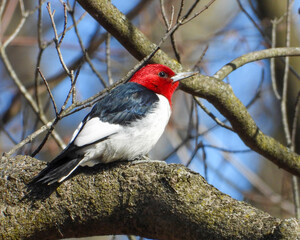 Red-headed Woodpecker (Melanerpes erythrocephalus) North American Bird