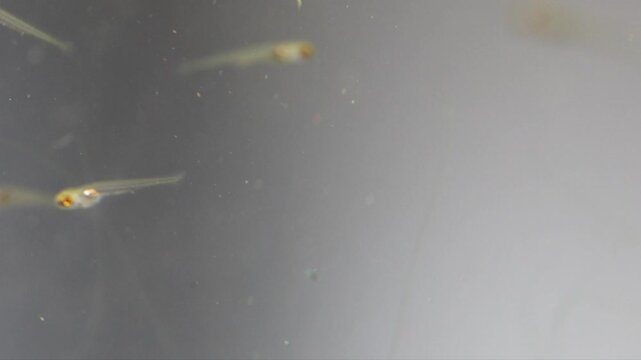 Newborn aquarium fish with translucent body learns to swim, makes intermittent movements, searches for food. macro, close-up. Young fish fry Danio Margaritatus, whitebait Microrasbora Galaxy