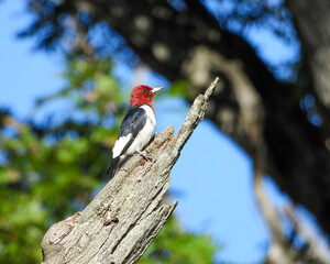 Red-headed Woodpecker (Melanerpes erythrocephalus) North American Bird