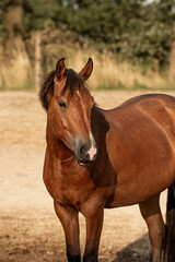 Fototapeta premium brown new forest pony horse portrait pretty bay