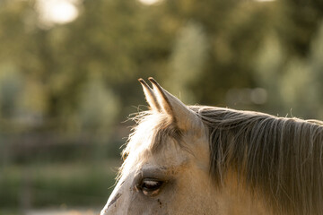 portrait of a horse ears during sunset