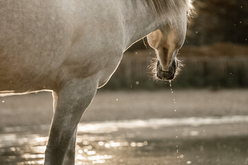 horses horse living in paddock paradise equine