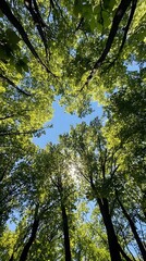 Fototapeta premium A wide-angle view of the canopy above, showcasing tall trees with lush green leaves against a clear blue sky