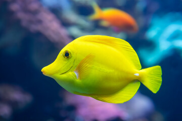 Yellow Tang is commonly found in shallow reefs