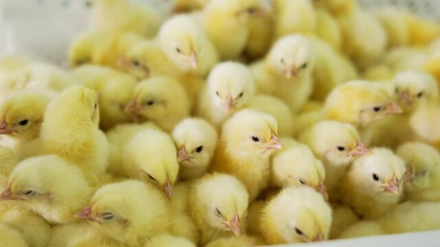 Lovely yellow fluffy chicks bunching together. Close up view of the poultry offspring of a few days old. Poultry business.